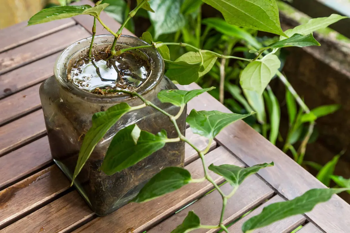 Standing water in plant container creating mosquito breeding site