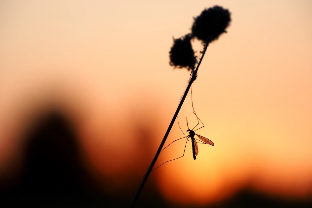 mosquito