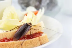 what do American cockroaches eat?
