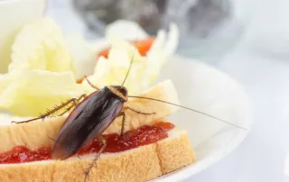 what do American cockroaches eat?