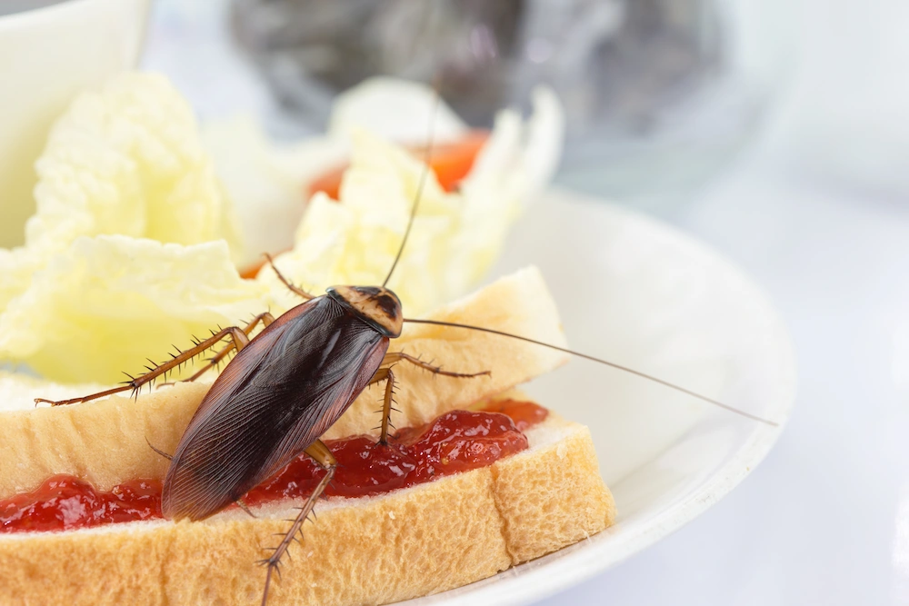 what do American cockroaches eat?