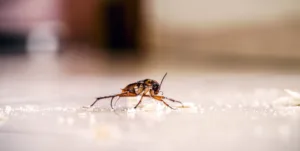 American cockroach
