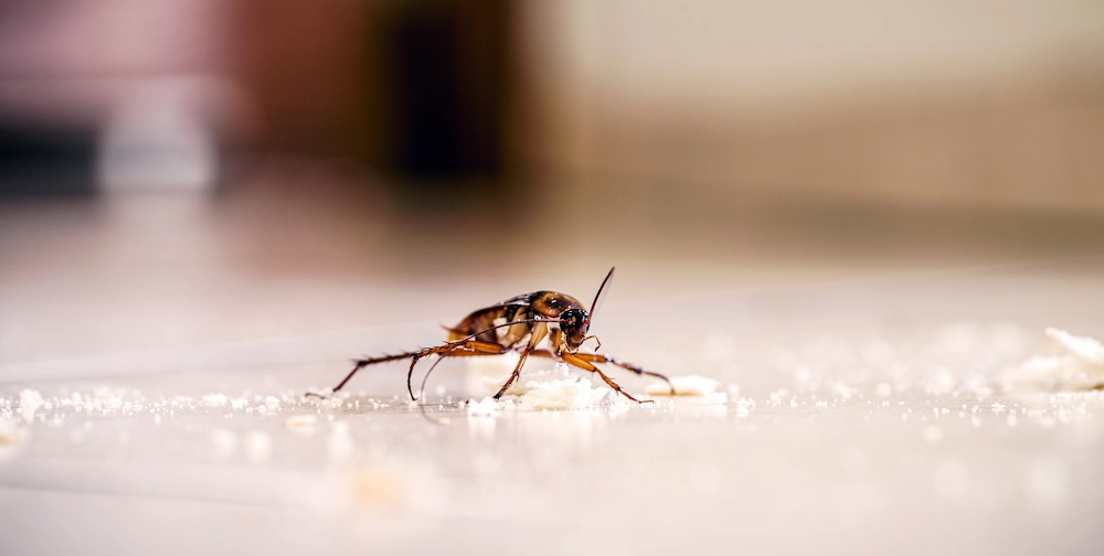 American cockroach