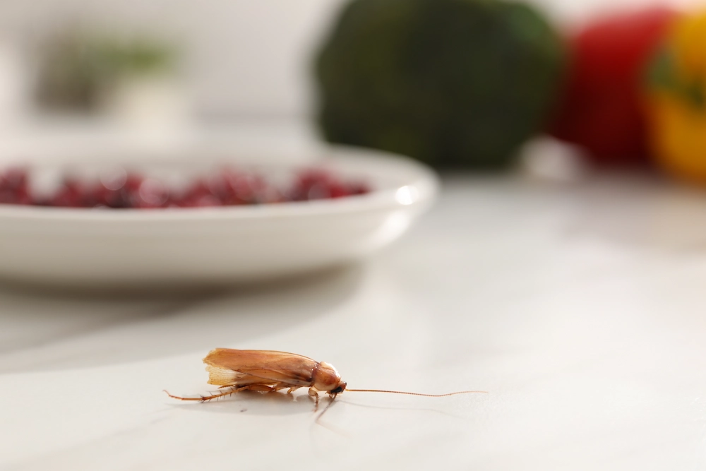 American cockroach