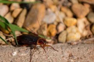 American cockroach