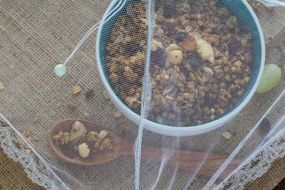 mesh net over dish of food