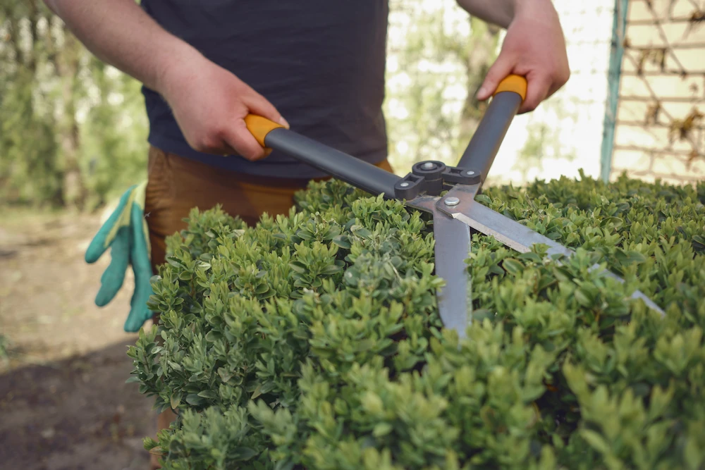 trimming hedges