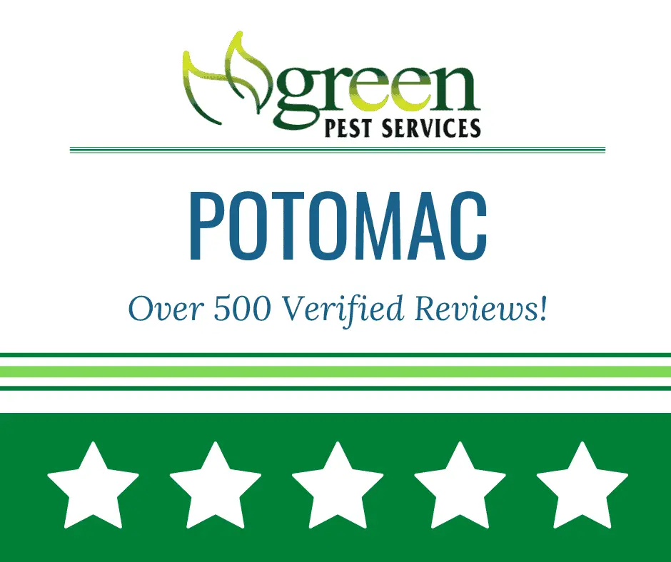 Green Pest Services Potomac banner highlighting over 500 verified reviews with five star rating display