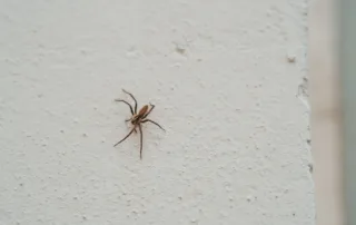 how to prevent spiders in your home