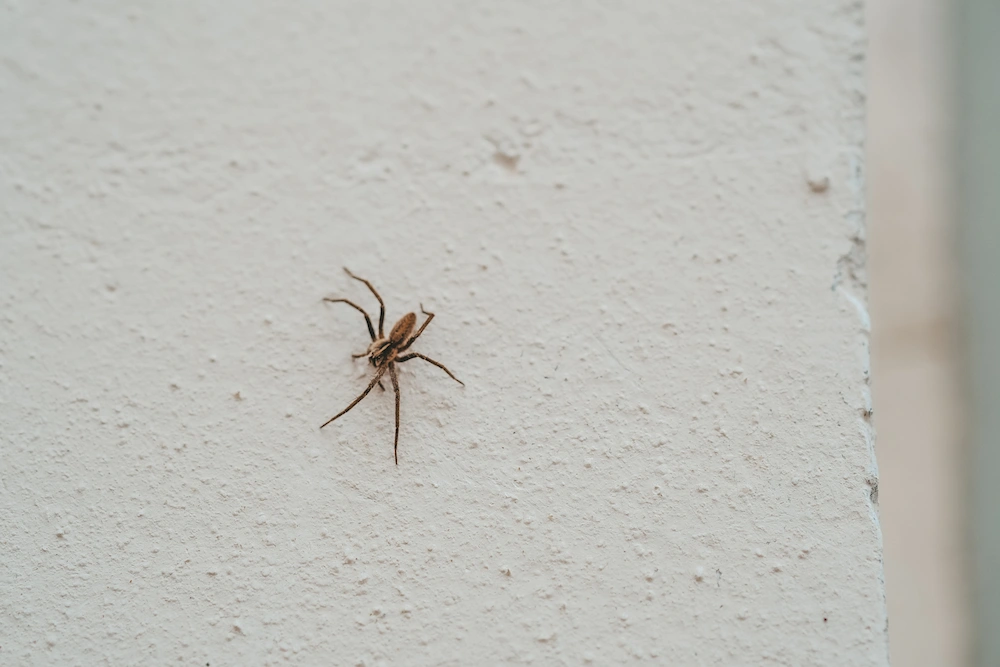 how to prevent spiders in your home
