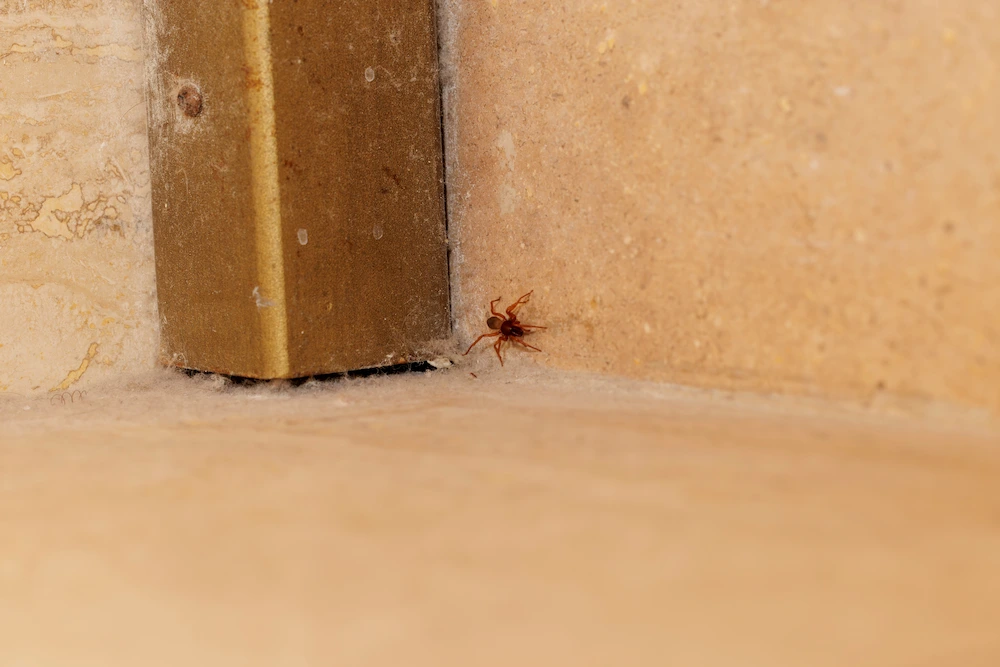 spider