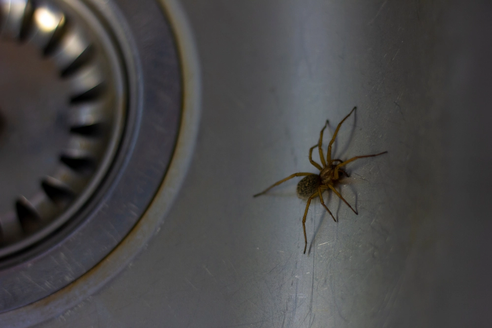spider