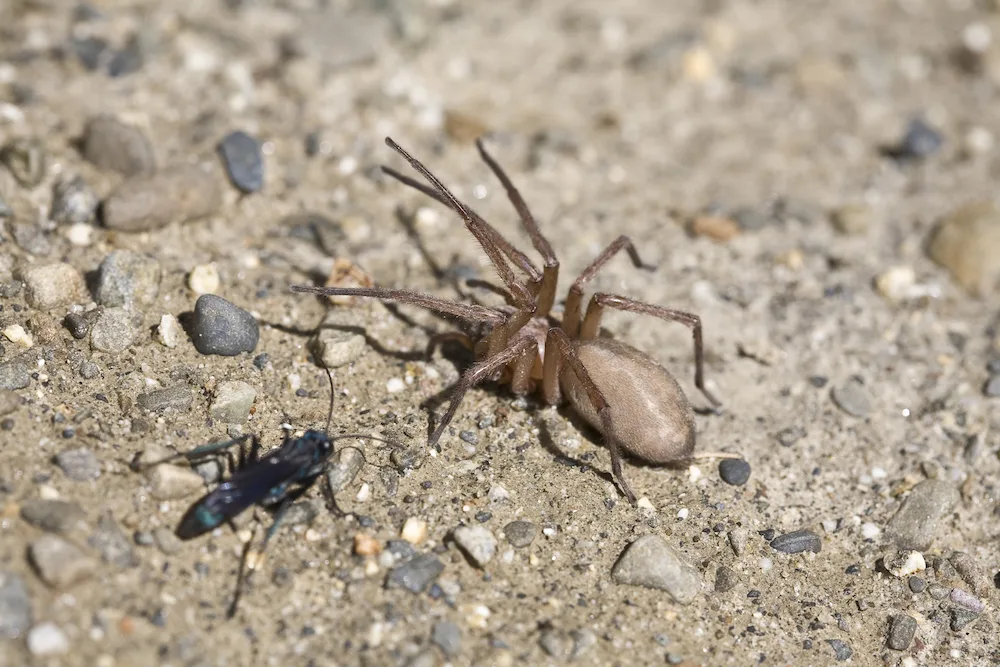 spider