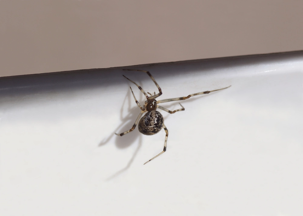 spider