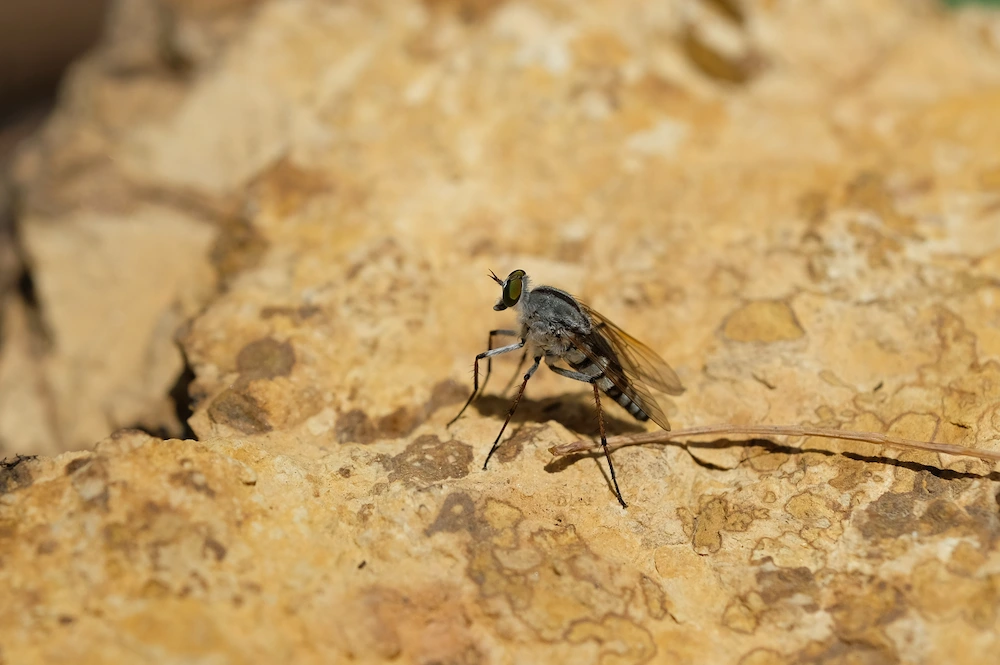 sand fly