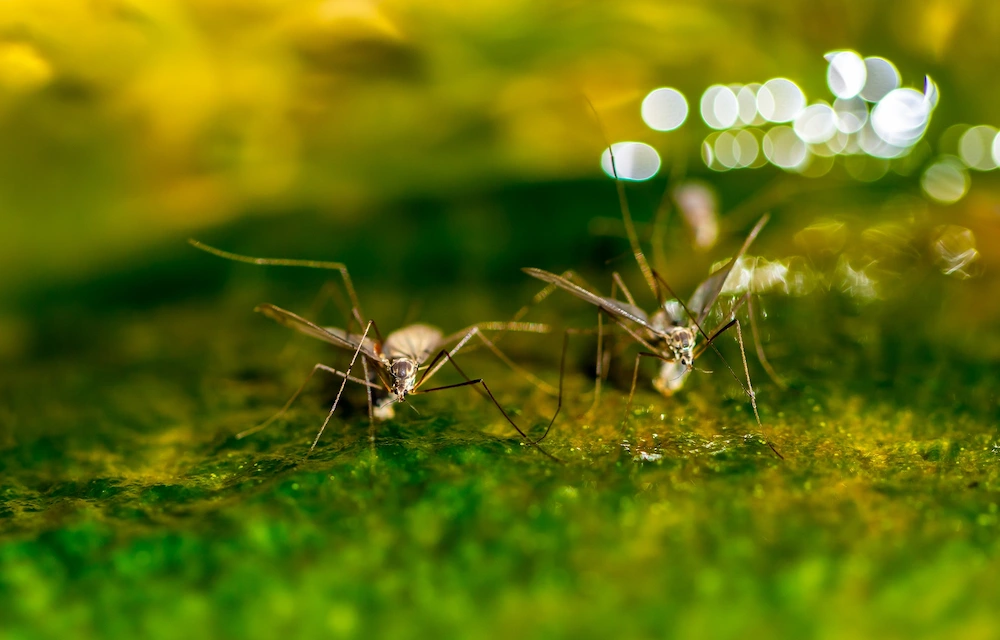 mosquitoes