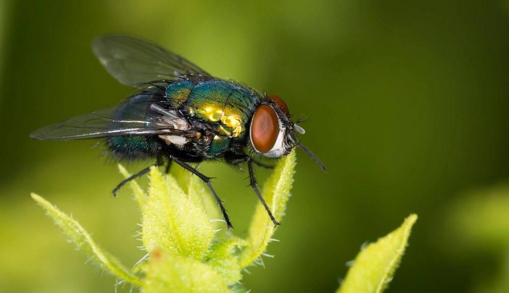 blow fly