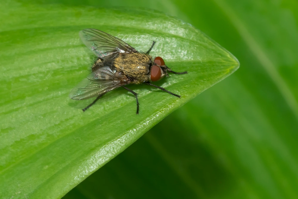 cluster fly