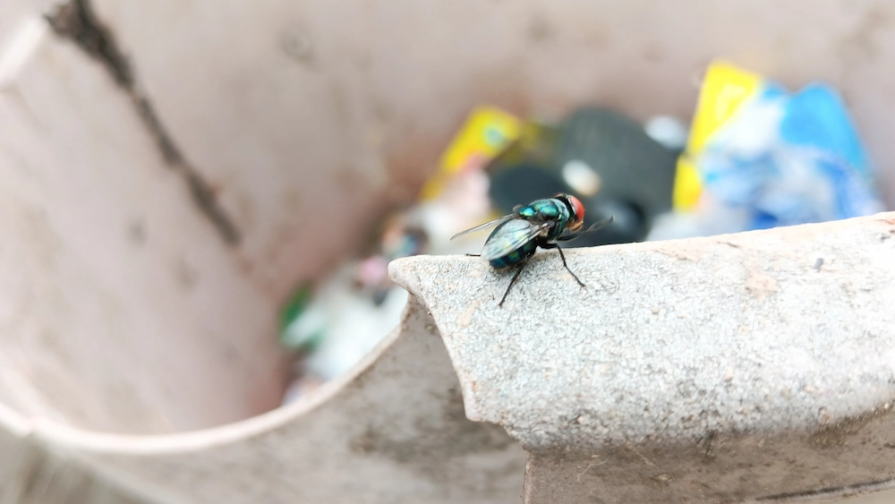 fly on dumpster