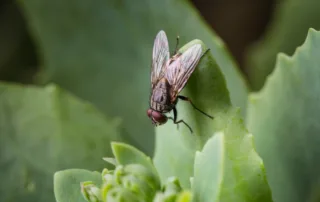 worst flies that invade homes