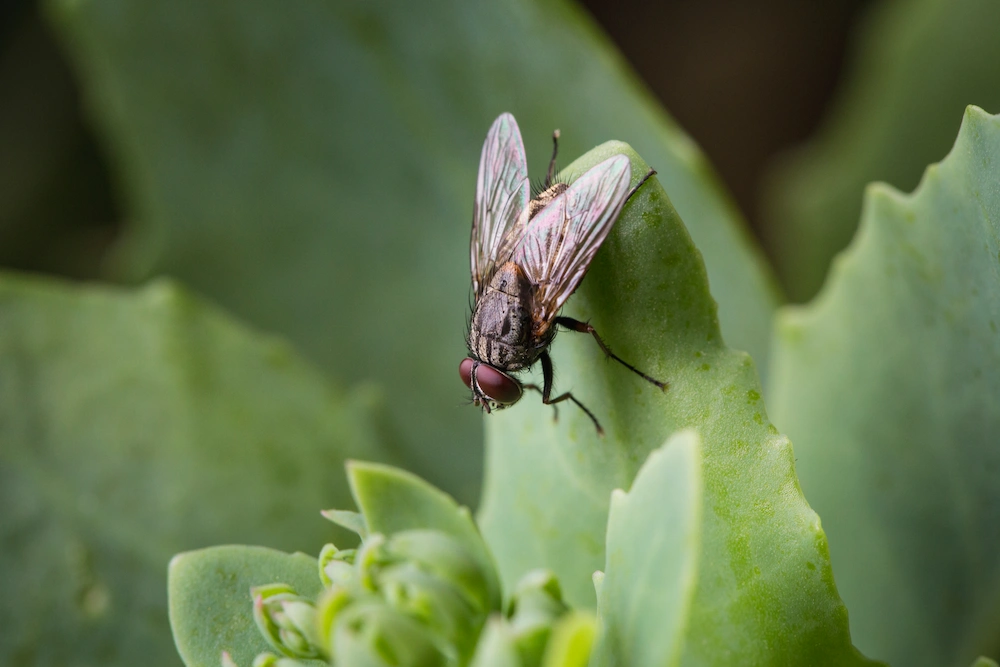 worst flies that invade homes