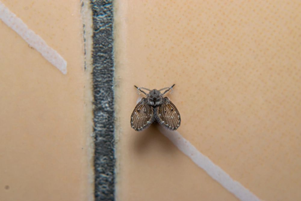 drain fly