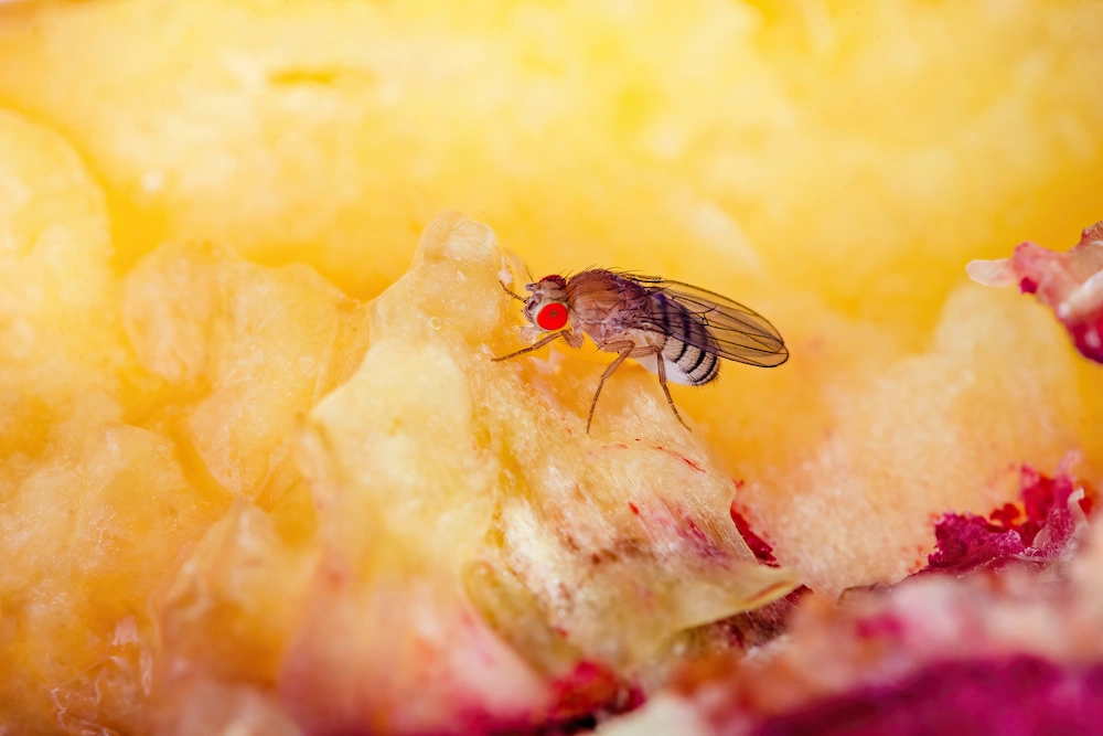 fruit fly