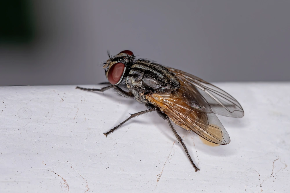 housefly