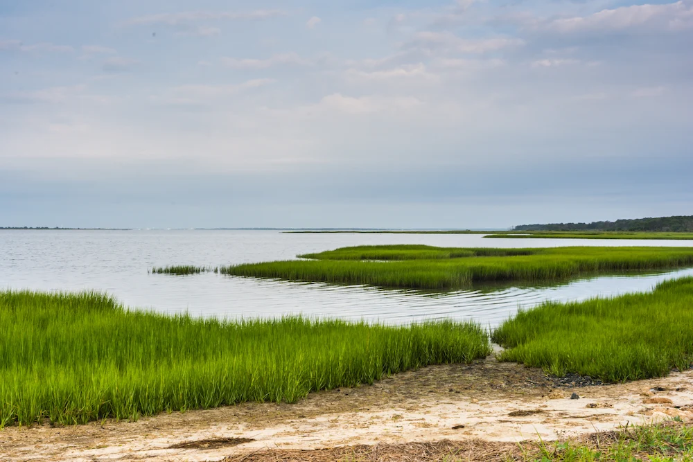 marsh