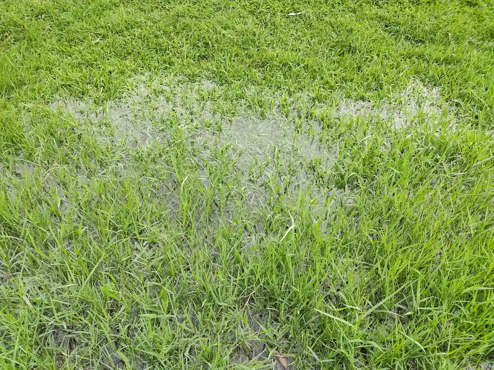 overwatered grass