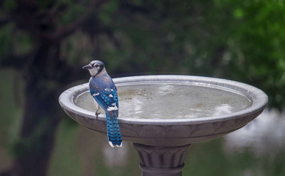 birdbath
