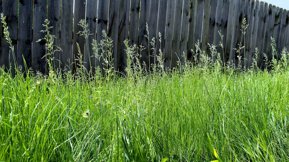 tall grass