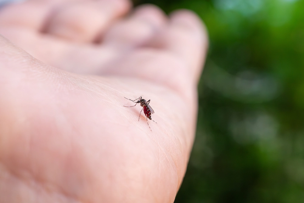 mosquito on hand