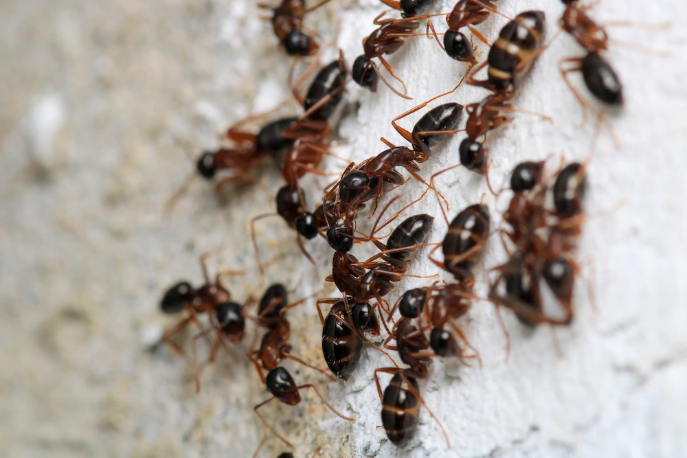 carpenter ants