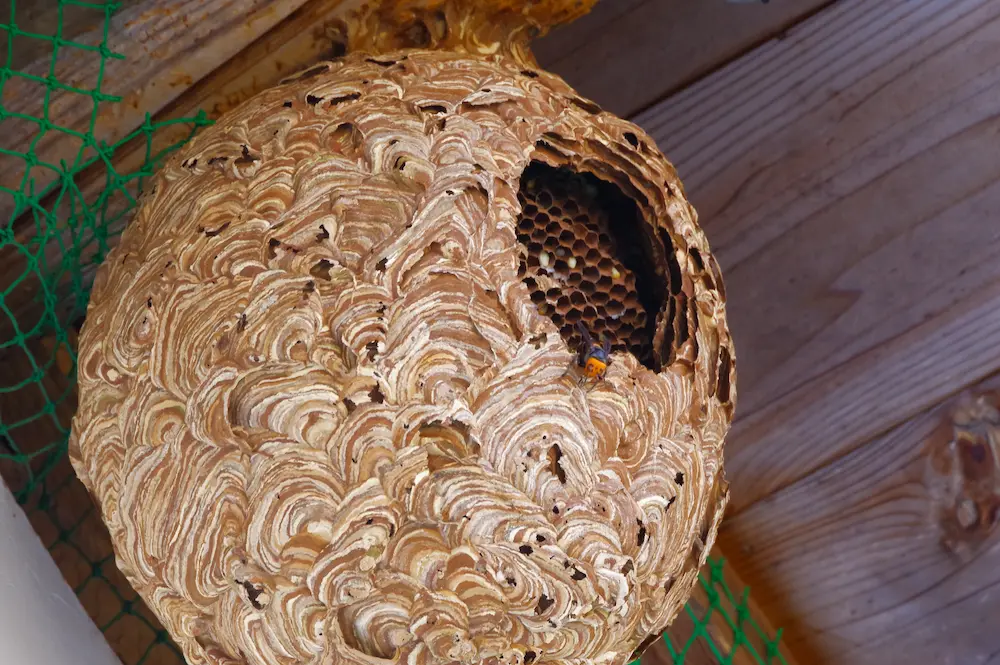 wasp nest