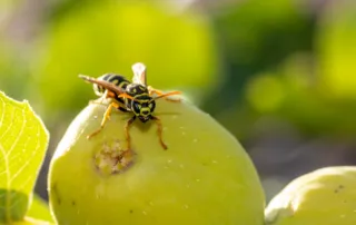 what attracts wasps to your yard