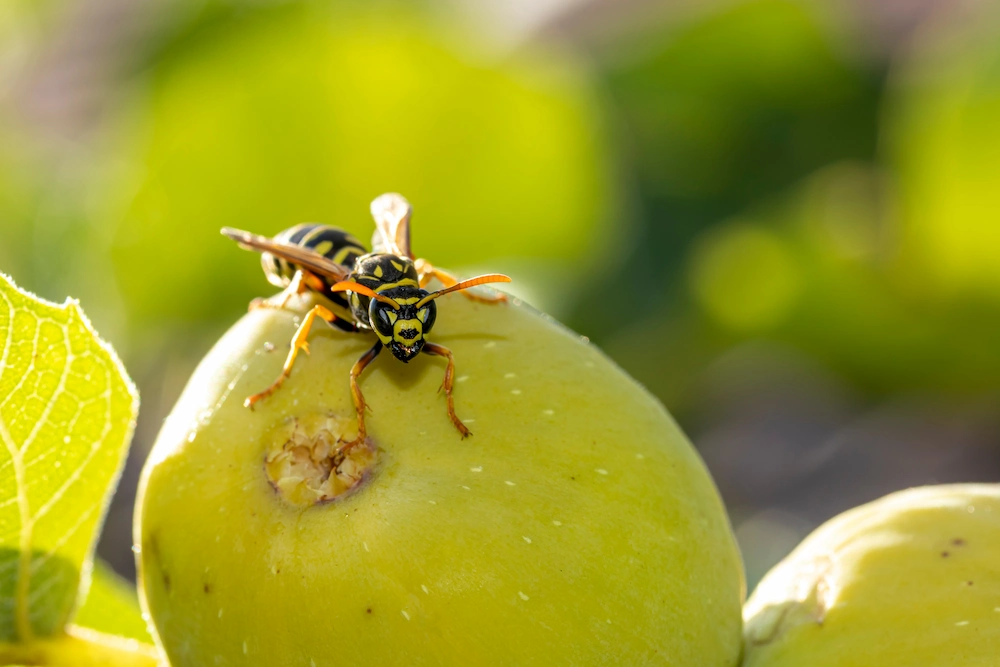 what attracts wasps to your yard
