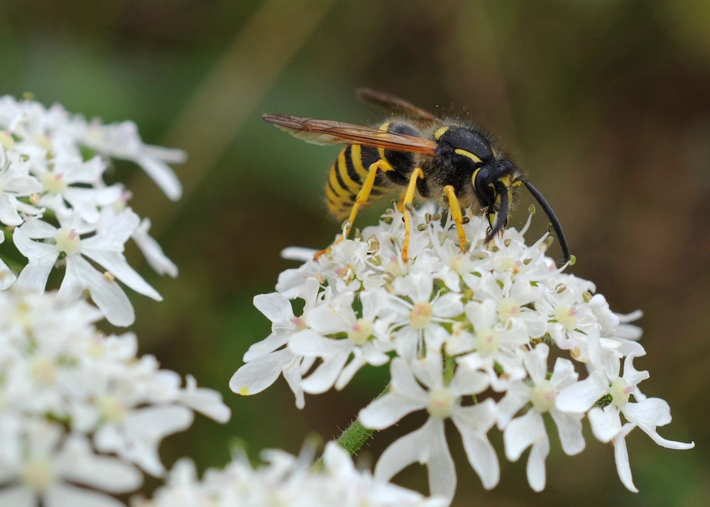 wasp on flowers