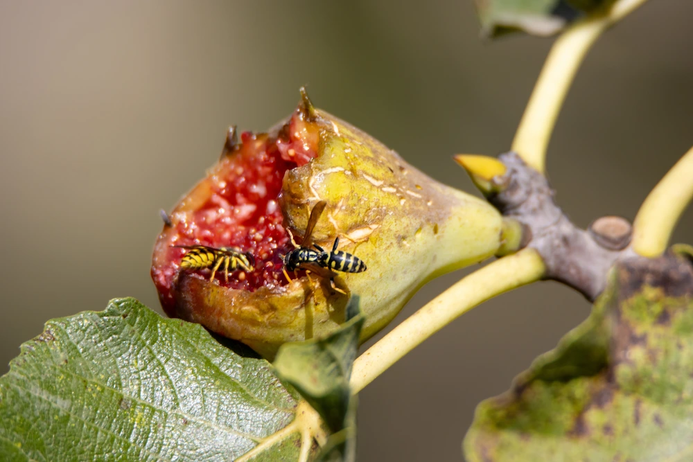 wasps on fruit