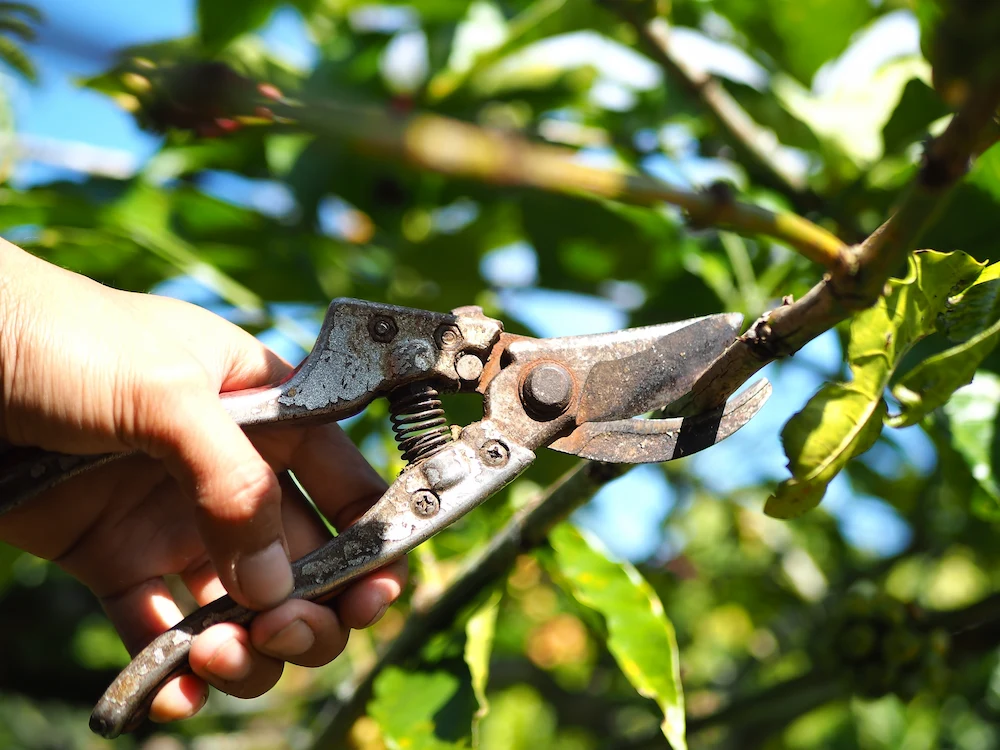 trimming trees
