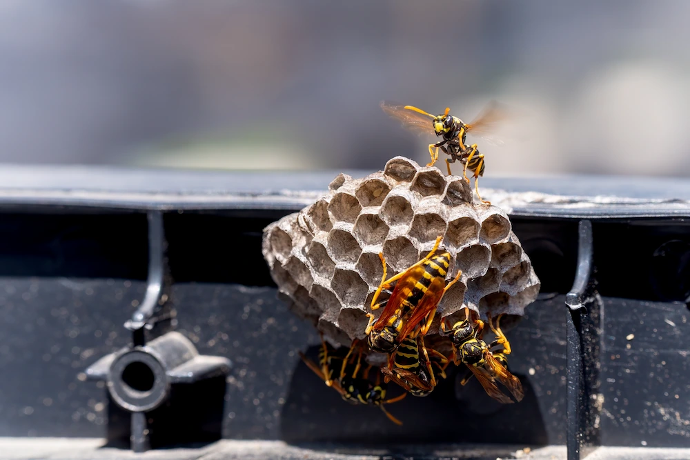 wasps on nest