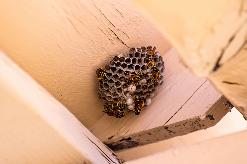 wasp nest