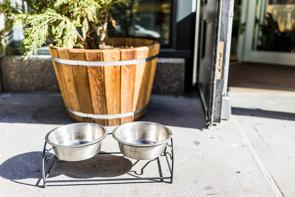 pet water dishes