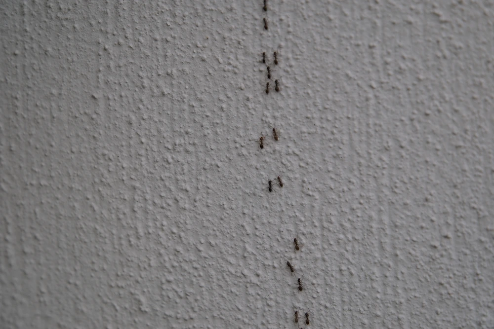 ants on wall