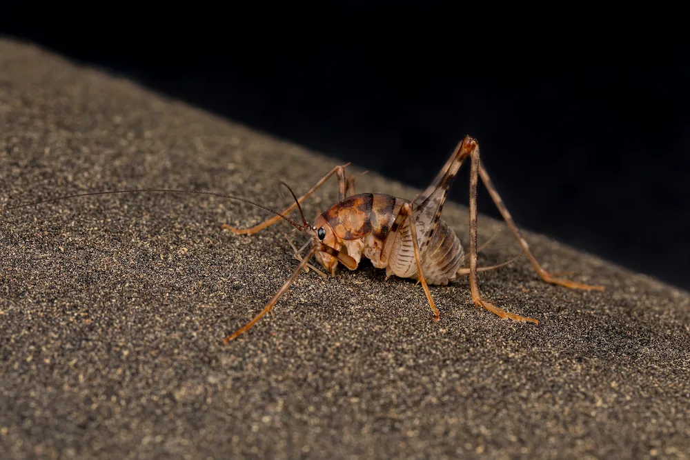 camel cricket