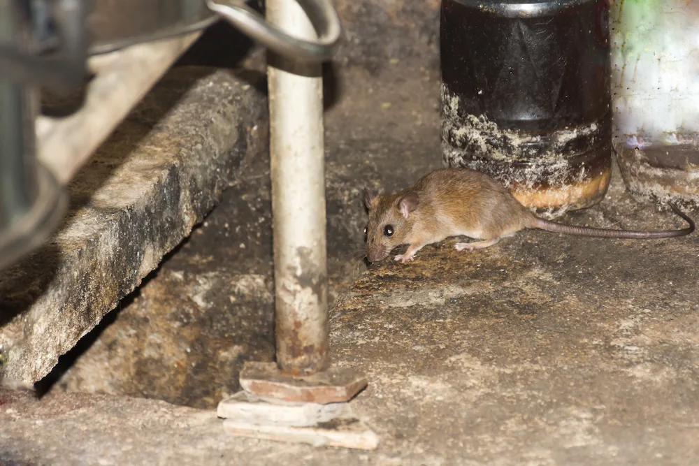 rat in crawl space