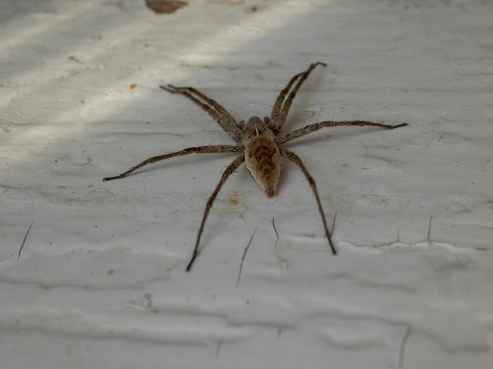 spider indoors