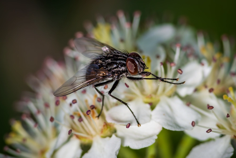 fly on flowers