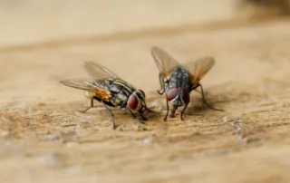 how to prevent flies