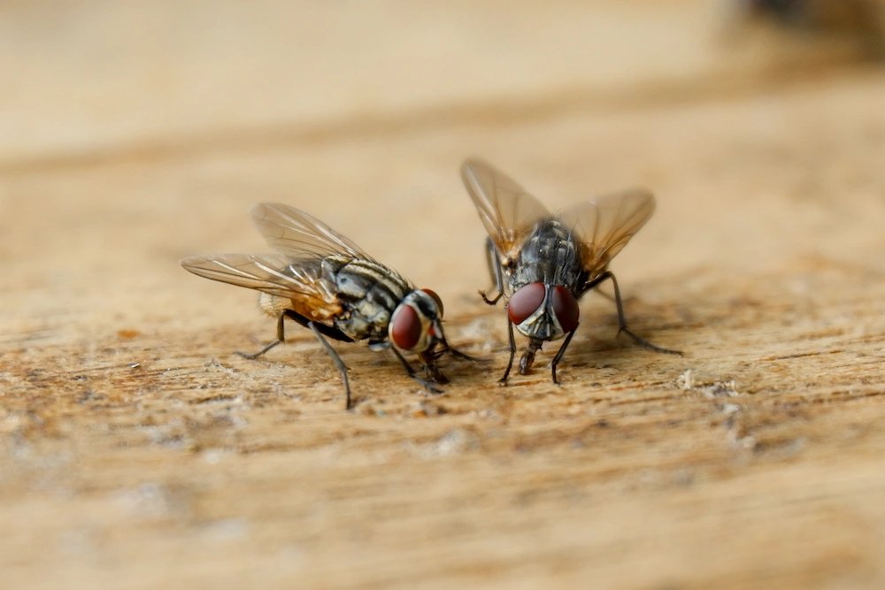 how to prevent flies